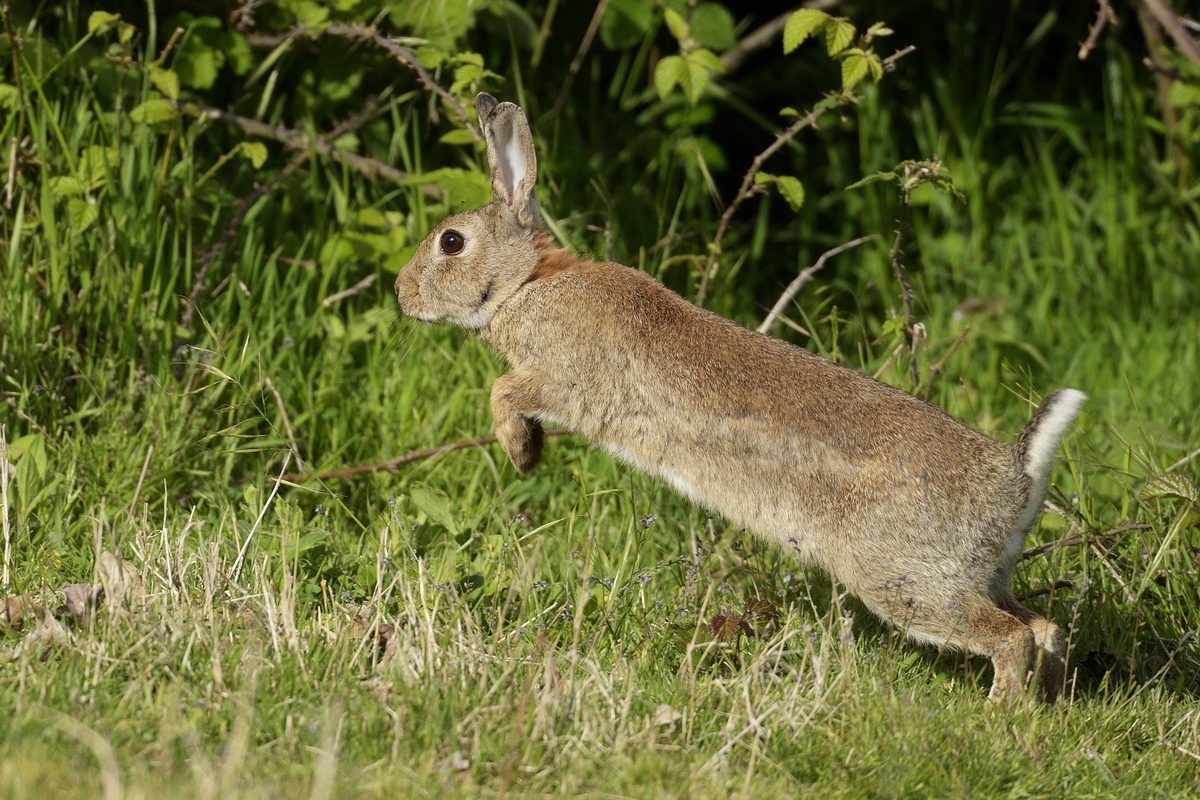 Lapin de garenne.