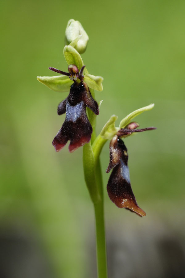 Ophrys insectifera