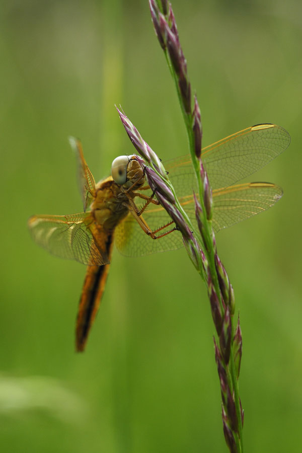 Orthétrum bleuissant femelle ( Orthetrum coerulescens)