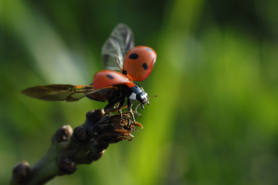 Coccinelle à sept points