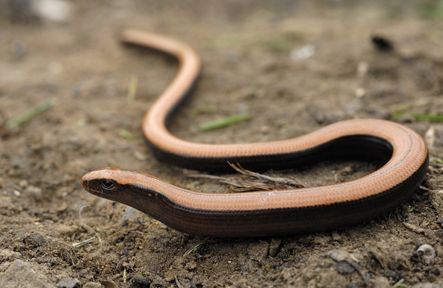 Orvet fragile (juvénile).