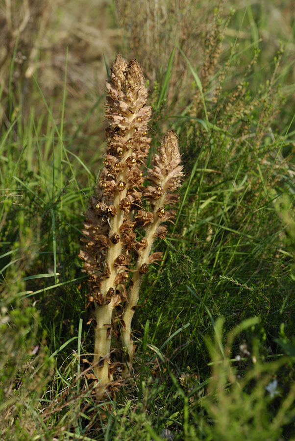 Orobanche