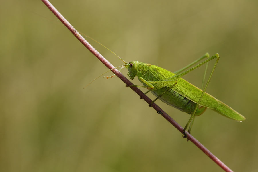 Sauterelle phanéroptère