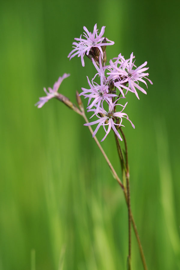 Lychnis fleur de coucou