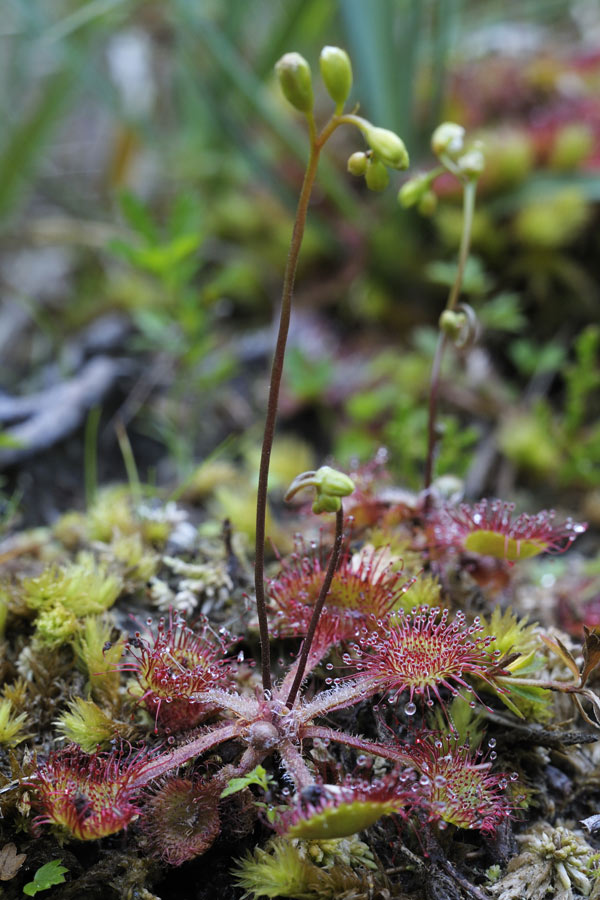 Drosera à feuille rondes