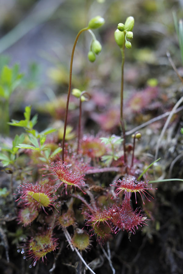 Drosera à feuille rondes