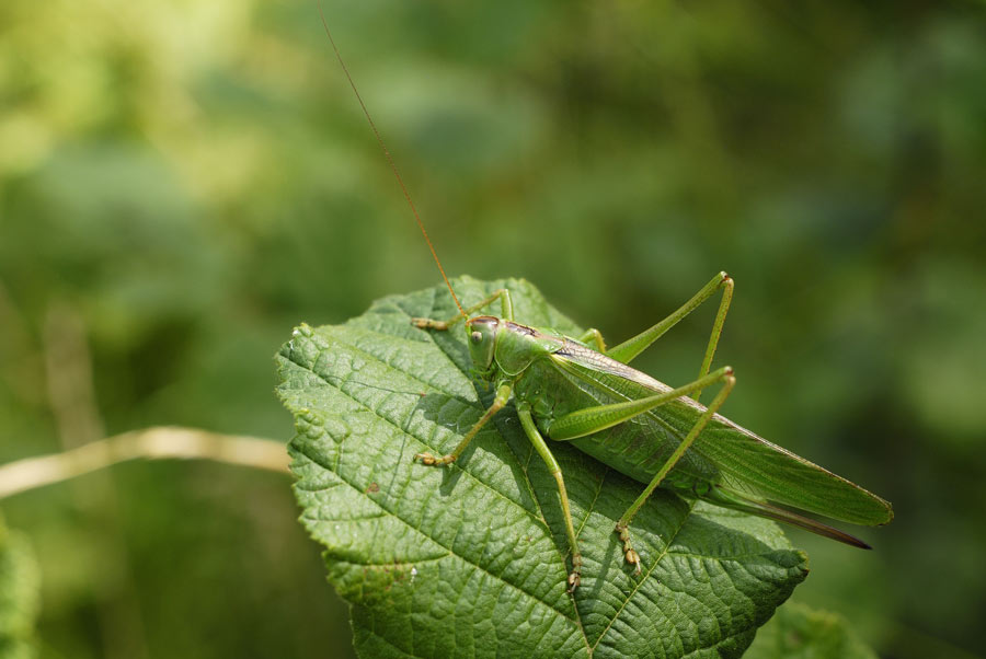 Grande sauterelle verte