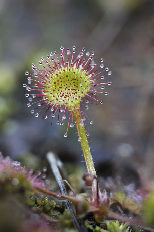 Drosera à feuille rondes