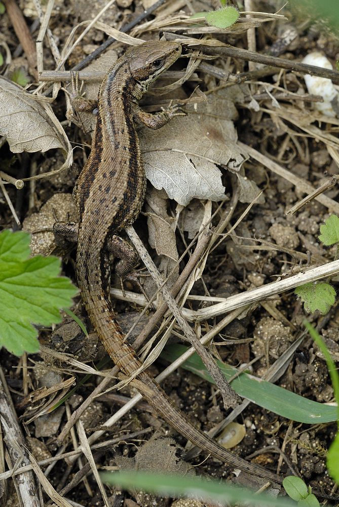 Lézard vivipare.