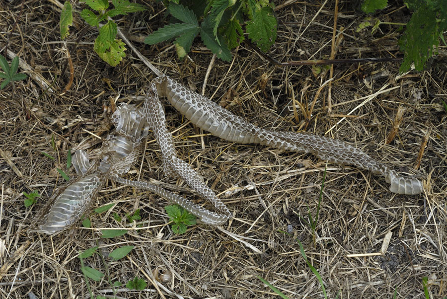 Couleuvre d'esculape ( mue )