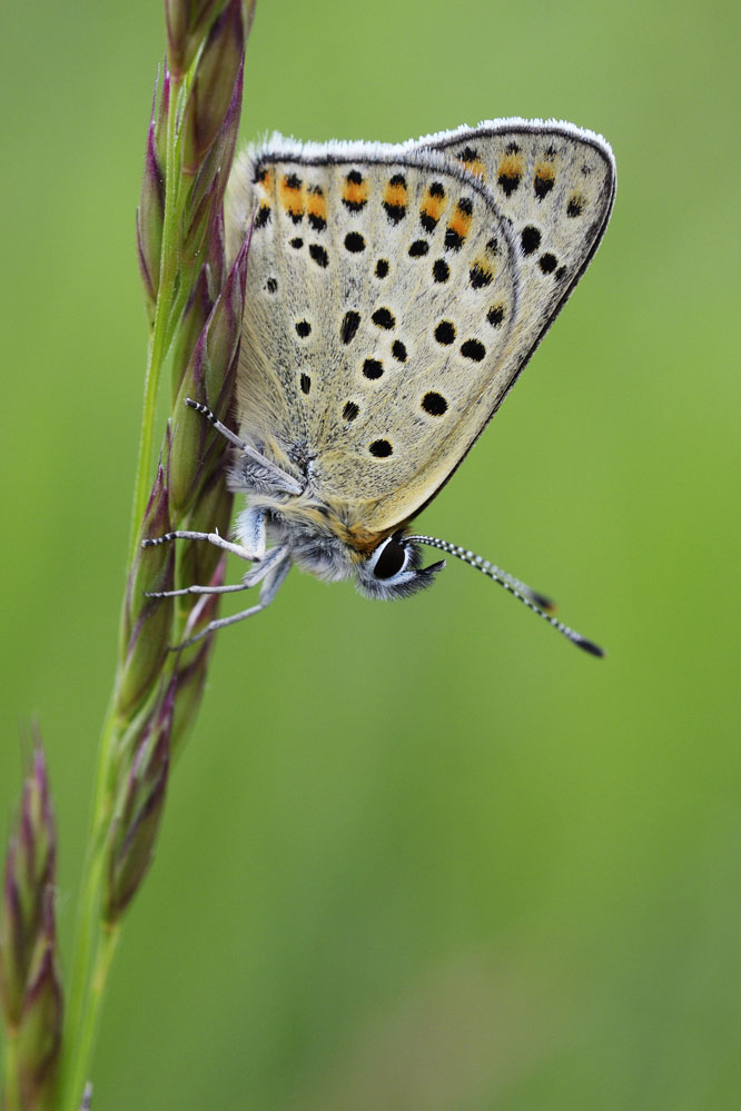 Argus myope (lycaena tityrus)