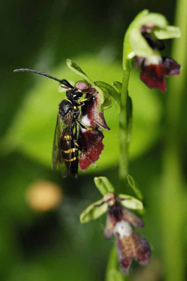 Guêpe solitaire (Argogorytes mystaceus) mâle sur une d'orchidée