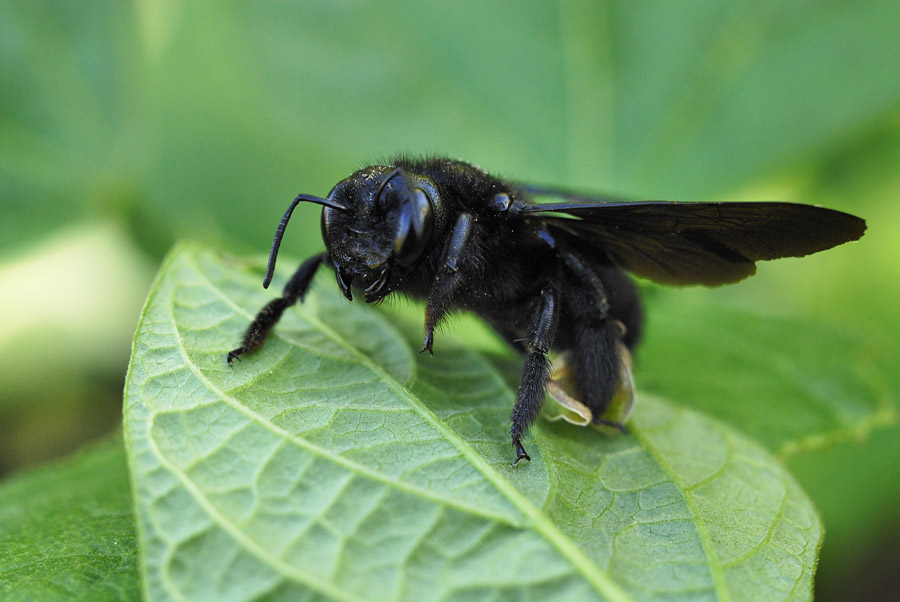 Abeille charpentière