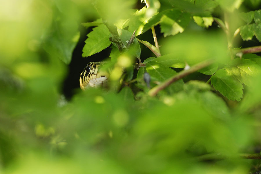 Couleuvre verte et jaune