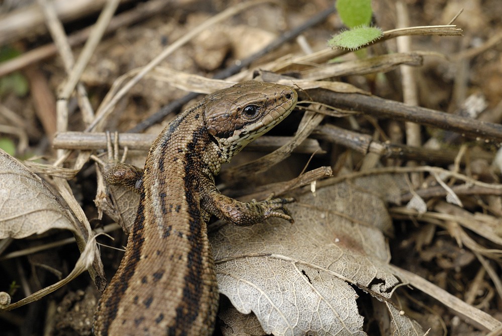 Lézard vivipare.