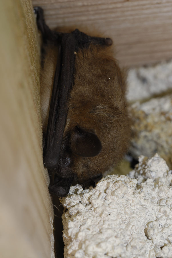 Pipistrelle