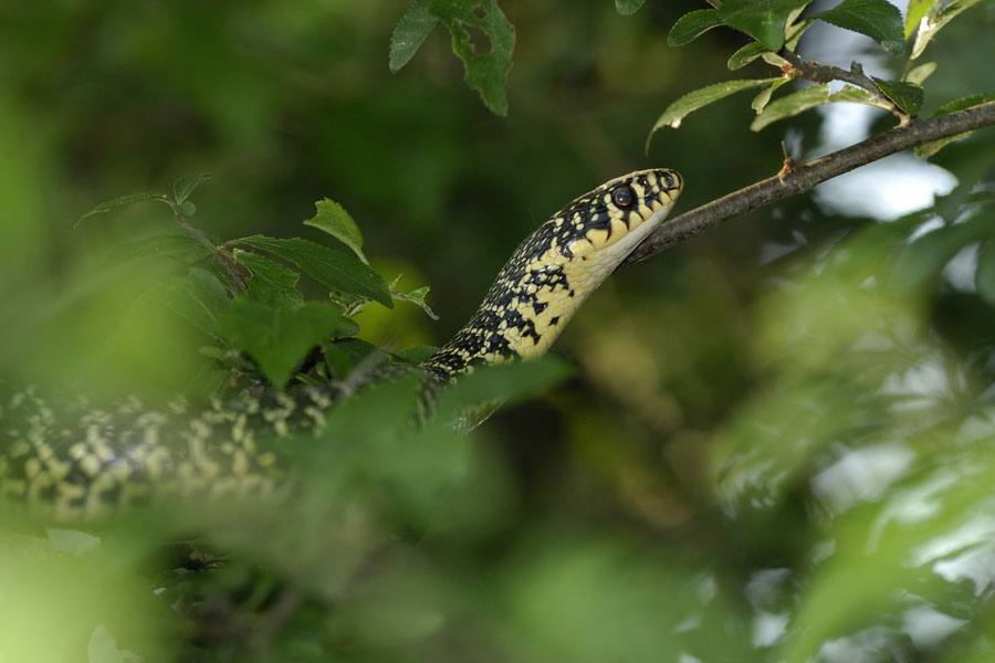 Couleuvre verte et jaune