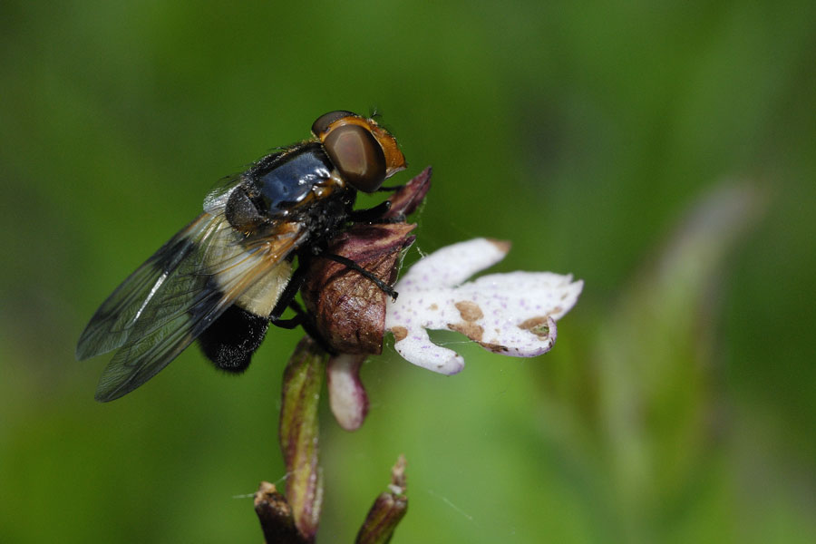 Syrphe Volucelle ( Volucella pellucens )