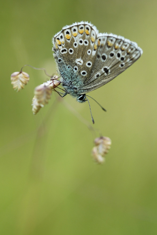 Argus bleu ( femelle )