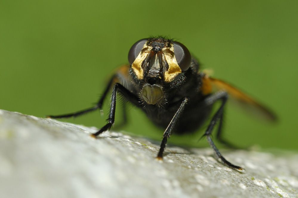 Mouche mésenbrine