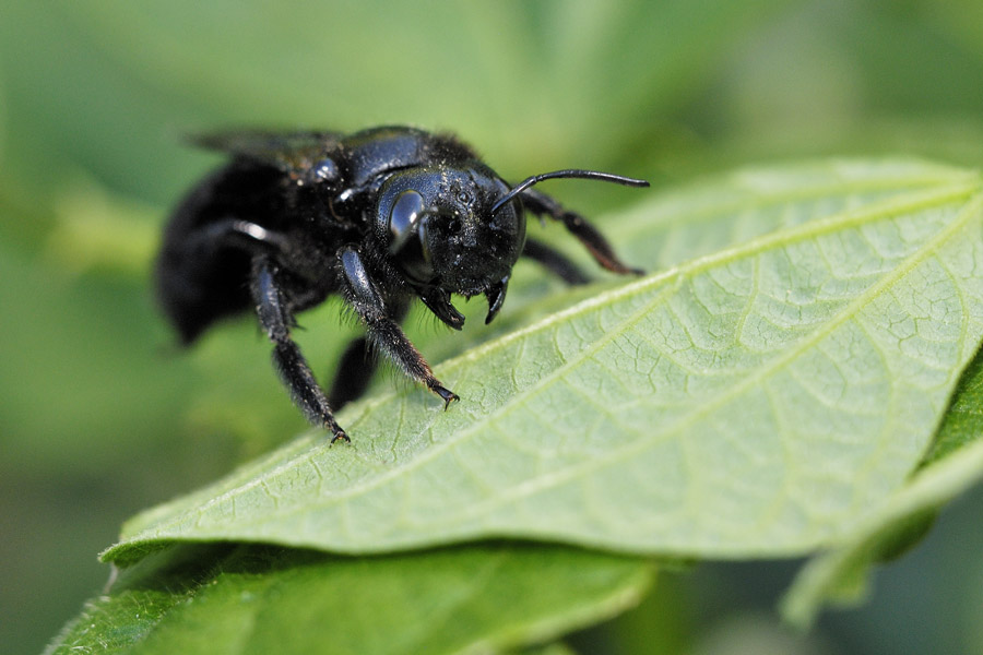 Abeille charpentière