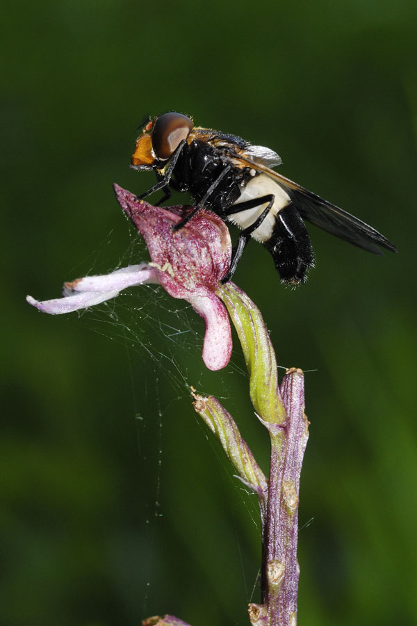 Syrphe Volucelle ( Volucella pellucens )