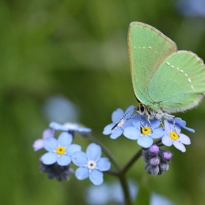 PAPILLONS ( diaporama ).