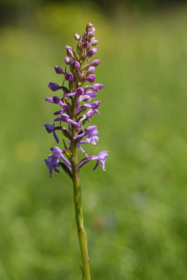 Orchidée Gymnadène odorante