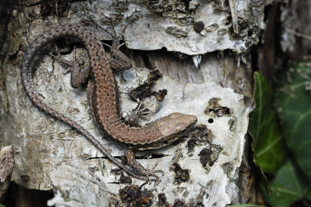 Lézard des murailles