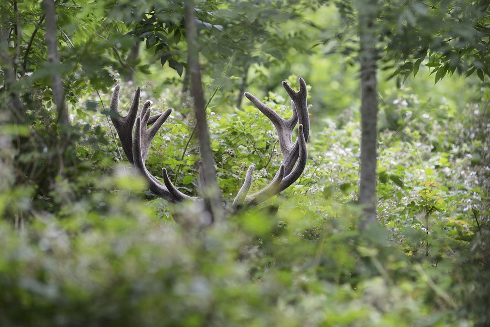 Cerf en velours dans sa remise.