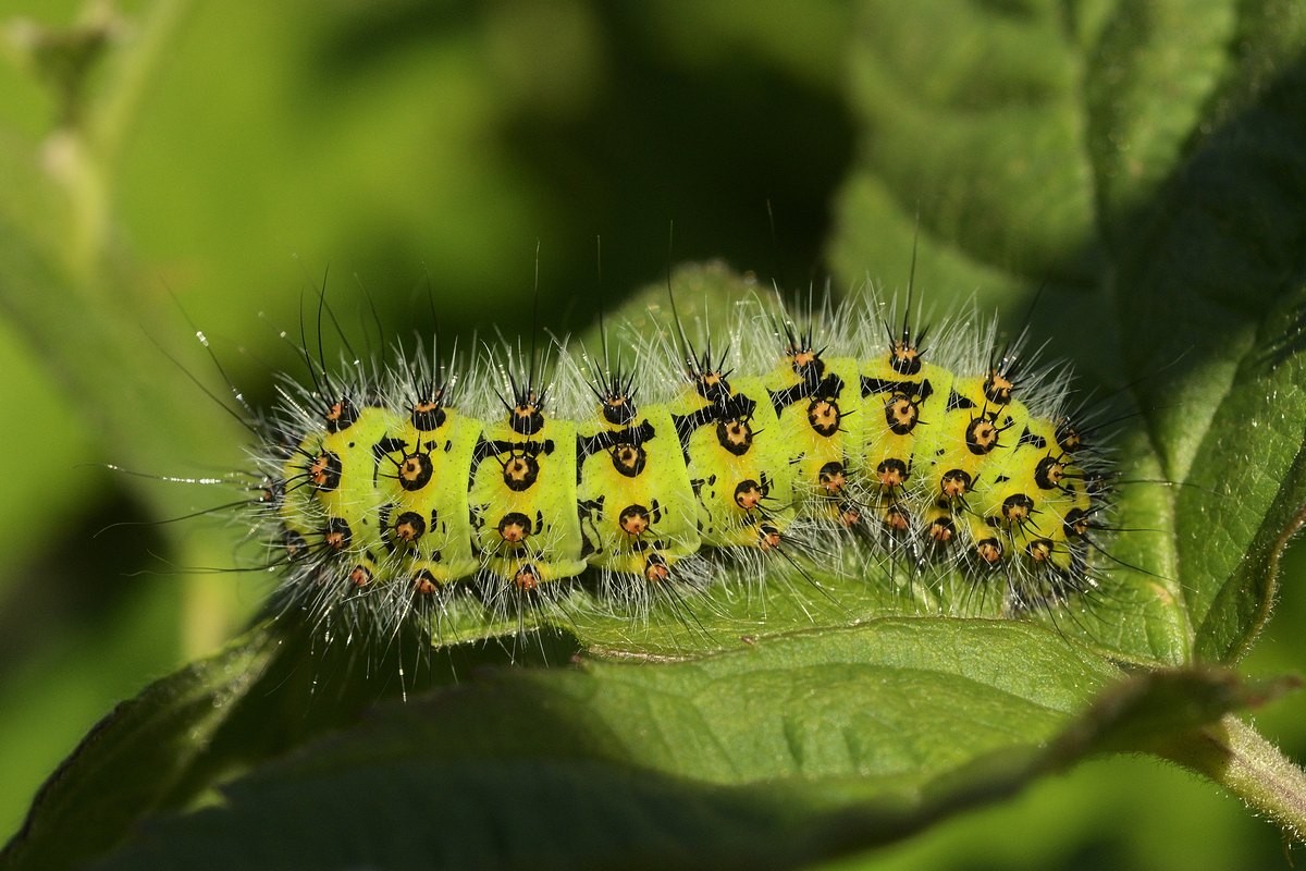 Chenille de petit paon de nuit.