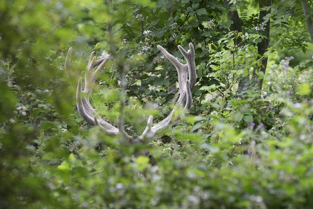 Cerf en velours dans sa remise.