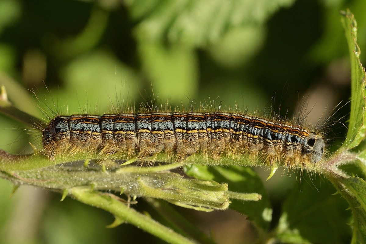 Chenille de la livrée.