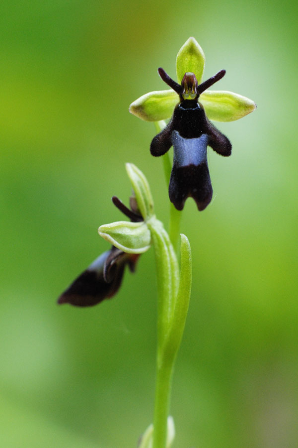 Ophrys insectifera