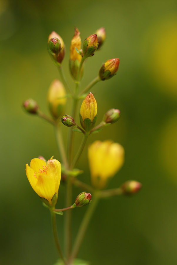 Millepertuis élégant