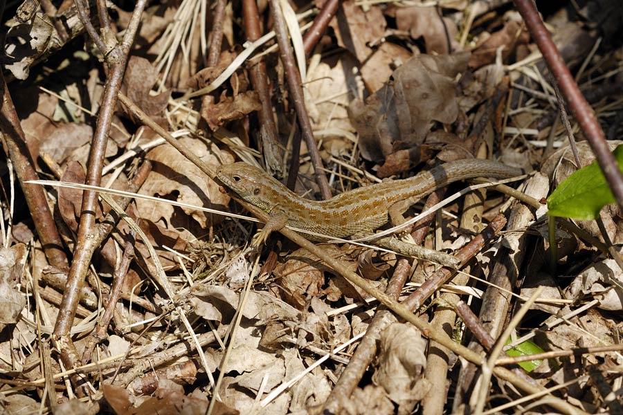 Lézard des souches (femelle)