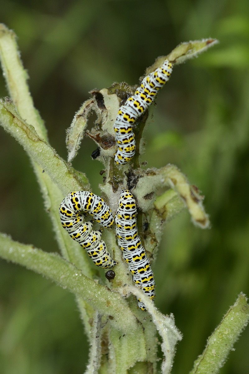 Chenille de la brèche.