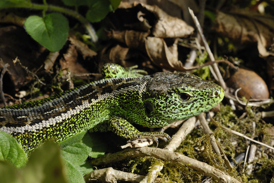 Lézard des souches mâle