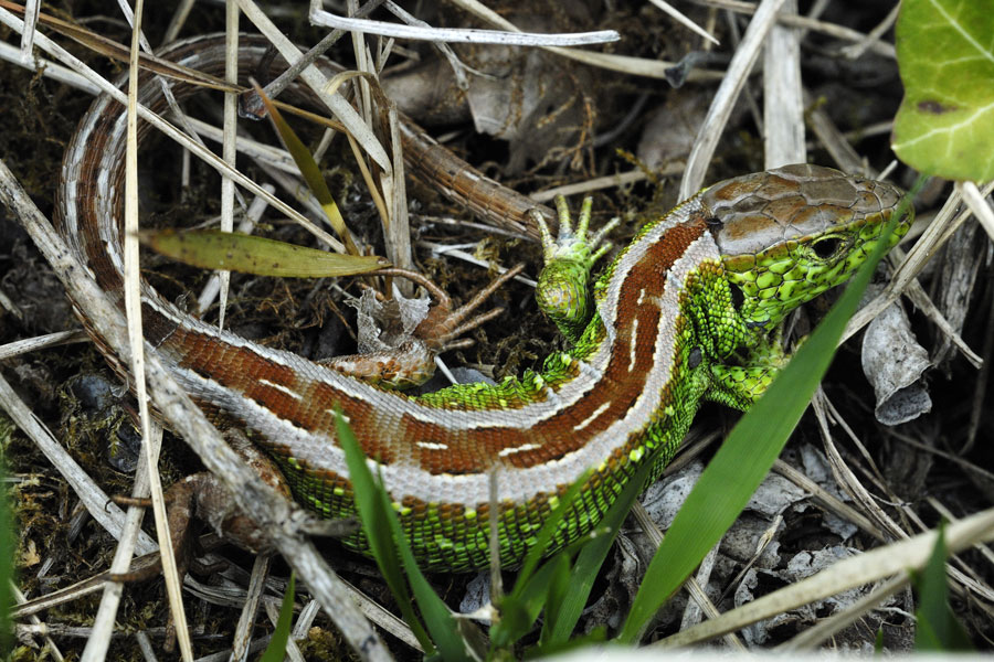 Lézard des souches mâle