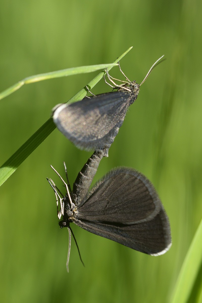 Accouplement du ramoneur.