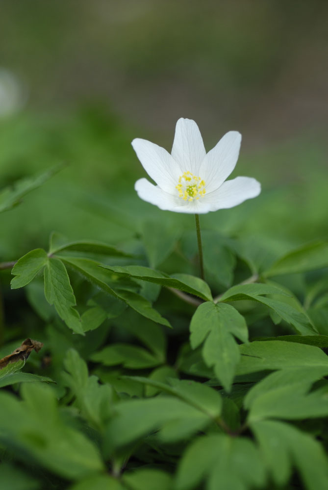 Anémone sylvestre