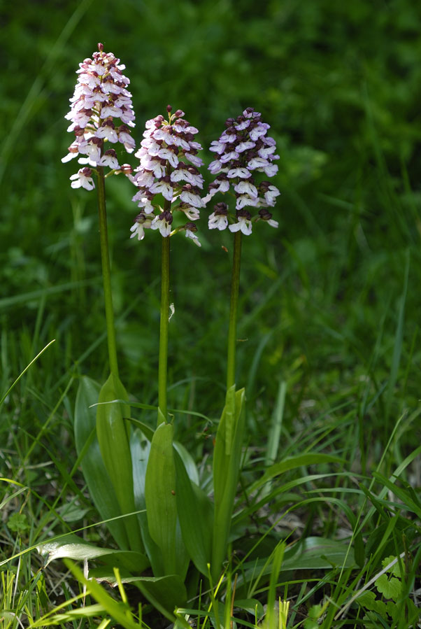 Orchis pourpre