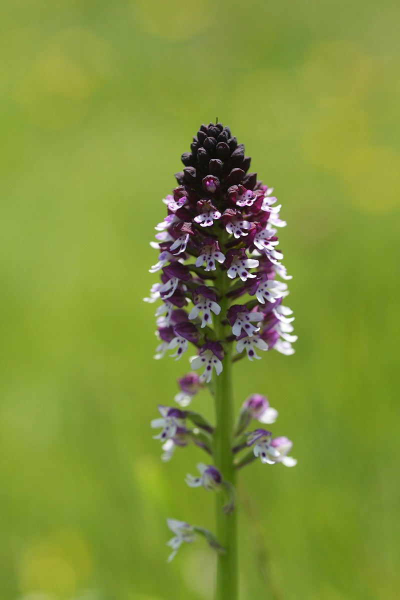 Orchis brûlée ( O.ustulata )