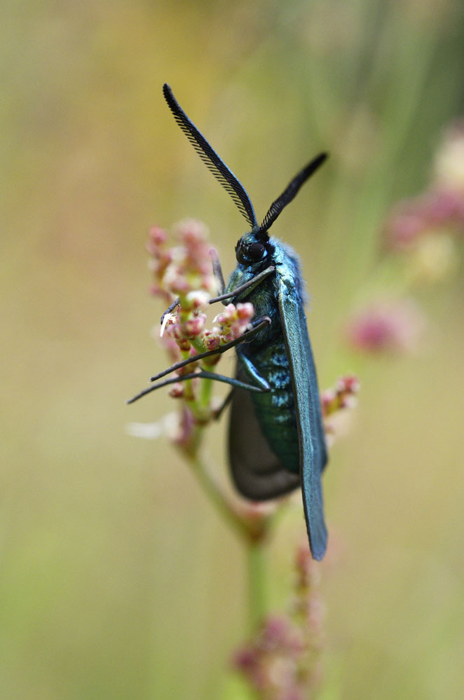 Turquoise mâle