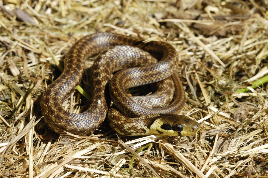 Couleuvre d'esculape (juvénile)