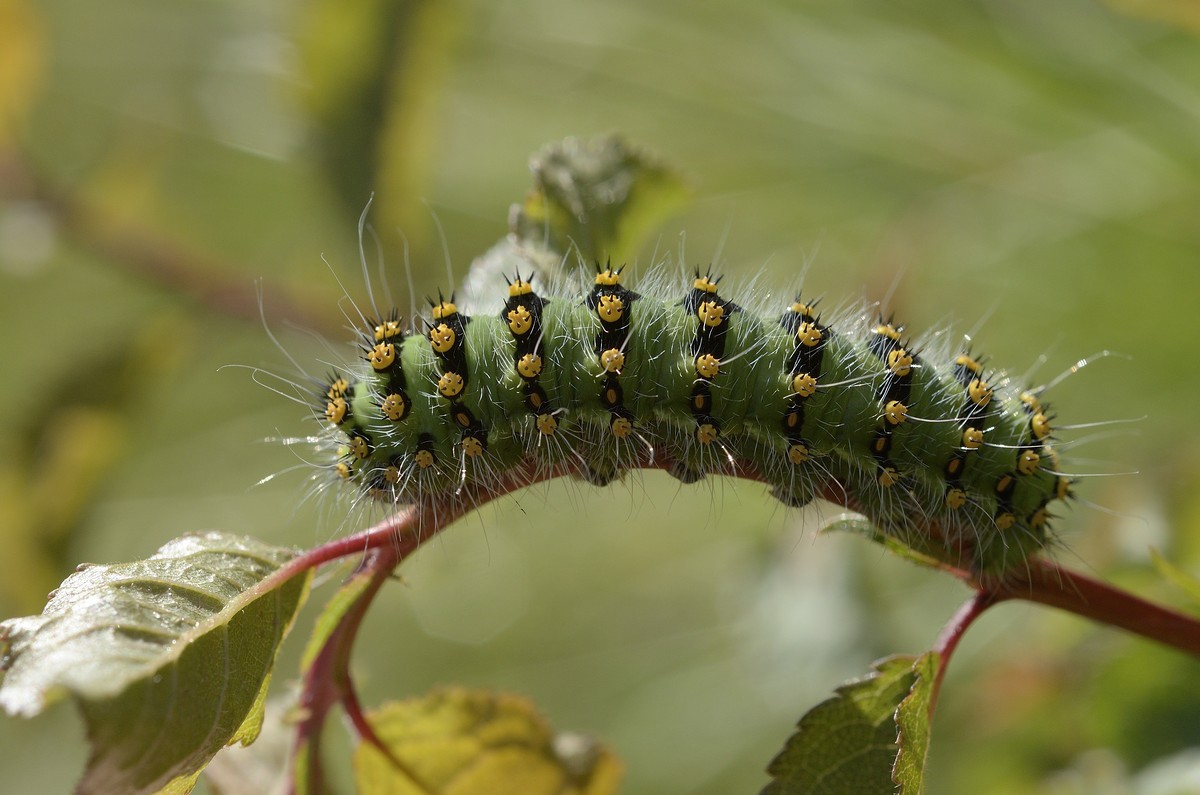 Chenille de petit paon de nuit.