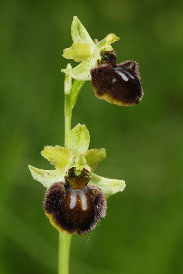 Ophrys araignée