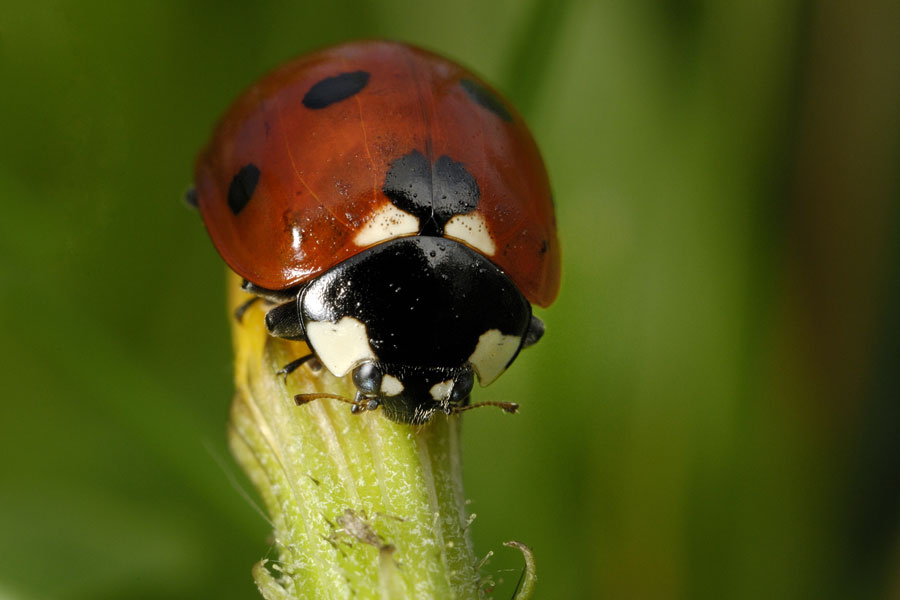 Coccinelle à sept points