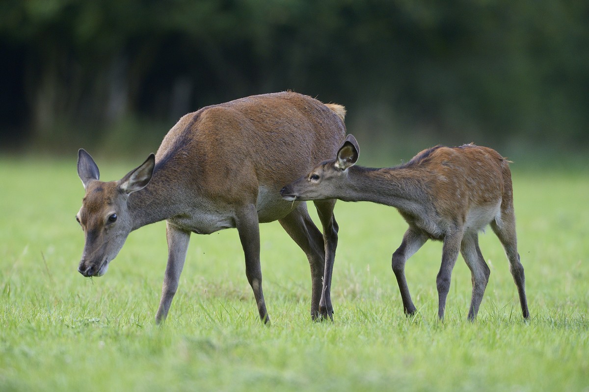 Biche et faon.