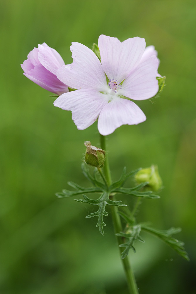 Mauve